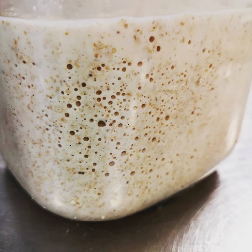 sourdough starter